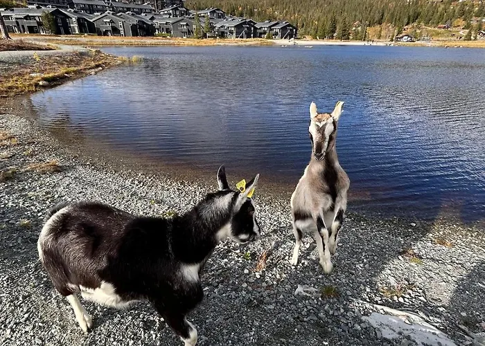 At Norefjell! Perfect For Families With Children